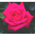rose.gif (9287 bytes)